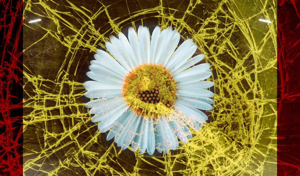 Flower in broken glass
